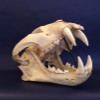 cranio bdi felino
